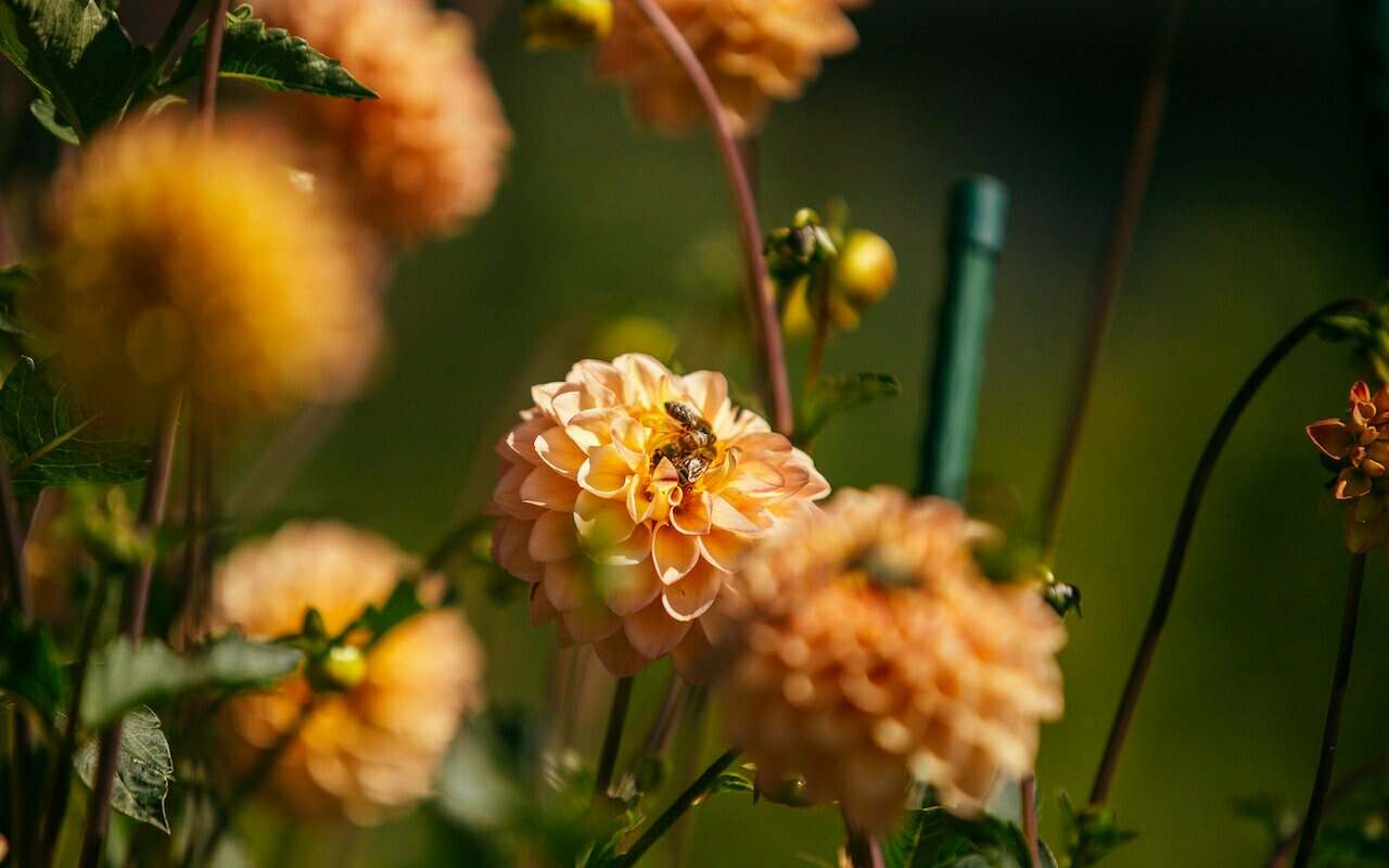 This image needs an alt tag.